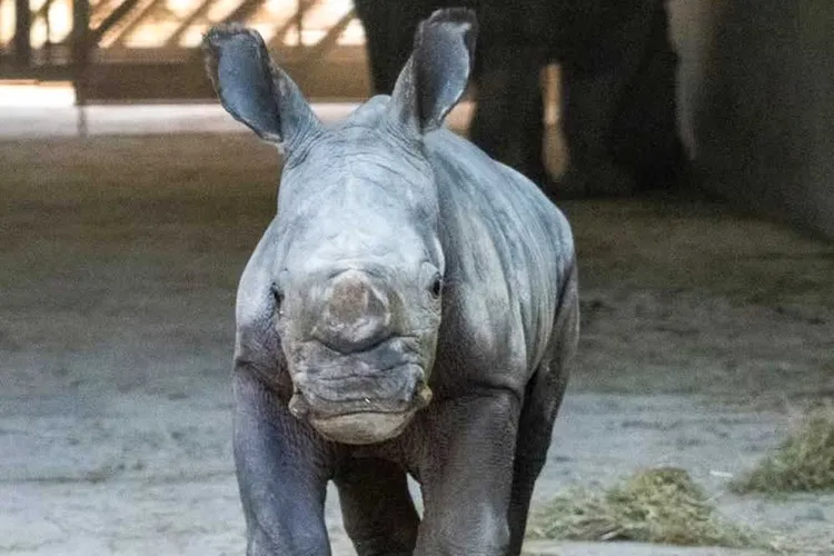 Baby White Rhino Born at Zoo After a 491-Day Pregnancy and 18-Year Conservation Effort
