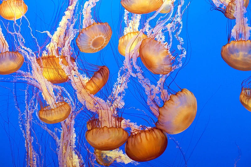 Scary, Squishy, Brainless, Beautiful: Inside the World of Jellyfish