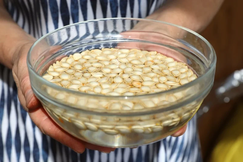 7 Tips for Faster Seed Germination