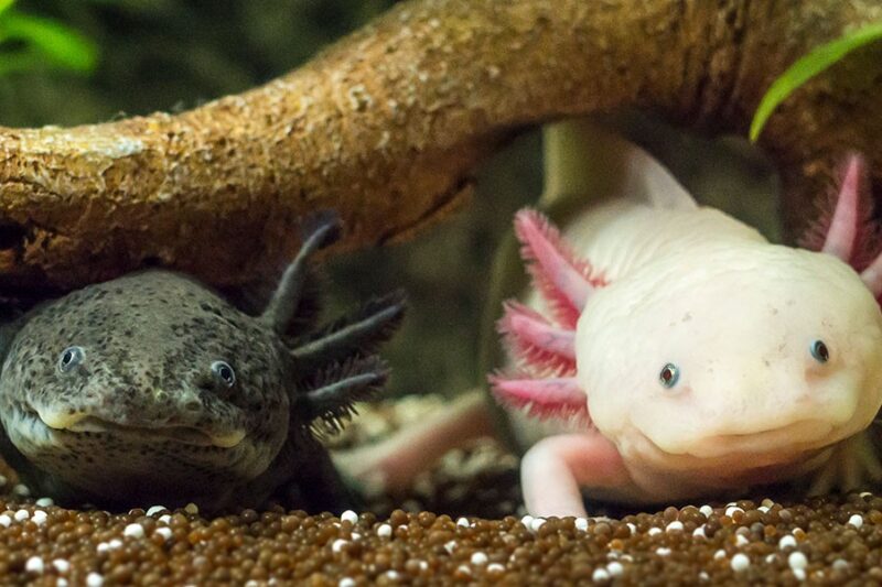 Axolotls: Meet the amphibians that never grow up