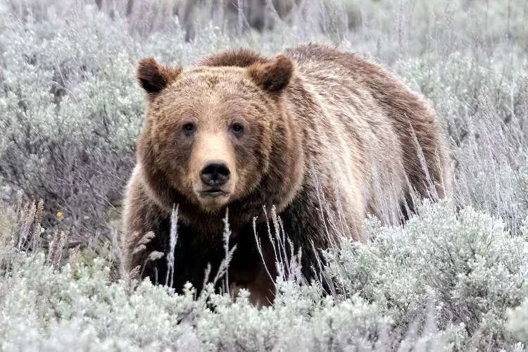 Trump Administration Moves to Strip Vulnerable Animals of Endangered Species Protections