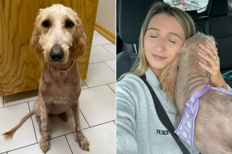 Woman Takes Action After Seeing Post About ‘Severely Neglected’ Goldendoodle Living Alongside Another Deceased Dog (Exclusive)