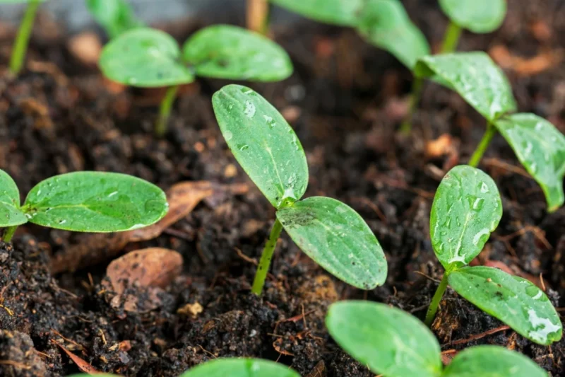 5 Tricks to Prevent Damping Off in Your Seedlings This Year