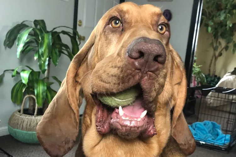 Naughty Counter-Surfing Dog Ends Up in ER for Thanksgiving After Eating Common Holiday Ingredients